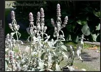 2005090101[1].webp