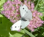 Schmetterling (1).webp