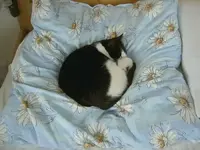 lauter Margeritten v.webp