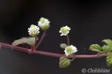 Lippia_dulcis.webp