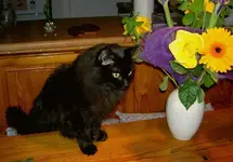 Lisa 2008.webp