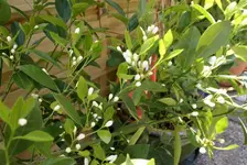 DSC08323 (Medium).webp