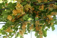 DSC08296 (Medium).webp