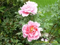 Test 499.webp