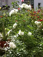 100_0885.webp