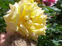100_0875.webp