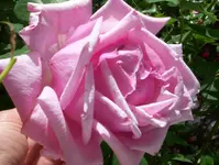 100_0876.webp