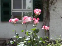 100_0874.webp