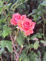 100_0878.webp