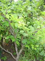 garten 09 003.webp