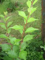garten 09 004.webp