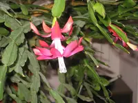 garten 09 001.webp