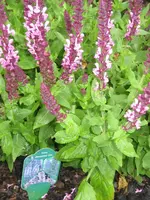 garten 09 017.webp