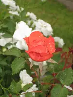 garten 09 008.webp