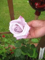 garten 09 005.webp