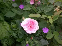 Garten Juni3 008.webp