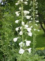 Garten Juni3 009.webp