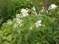 Garten Juni3 011.webp