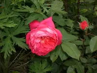 Garten Juni3 012.webp