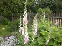 Garten Juni3 014.webp