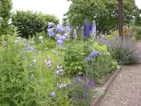 Garten Juni3 015.webp