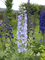 Garten Juni3 016.webp
