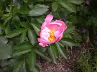 Garten Juni3 017.webp