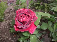 Garten Juni3 019.webp