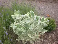 Garten Juni3 022.webp