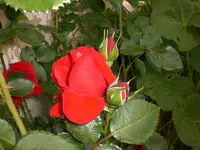Garten Juni3 025.webp