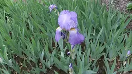 207.webp