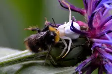 Krabbenspinne_0001.webp