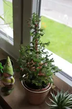 weihnachtsdekoration_1.webp