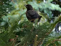 Amseln_0011.webp