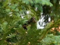 Amseln_0012.webp
