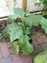 1SAM_0016.webp