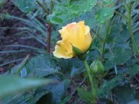 SAM_4171.webp