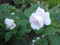 SAM_4166.webp