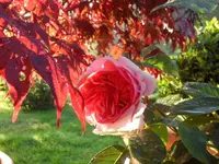 SAM_4176.webp