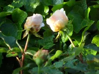 SAM_4178.webp