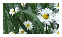 081.webp