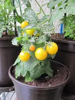 IMG_2178_W.webp