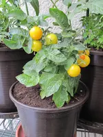 IMG_2179_W.webp