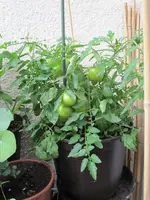 IMG_2180_K.webp