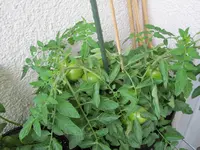 IMG_2181_K.webp
