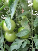 IMG_2182_K.webp