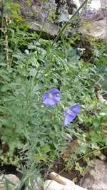 Blau und zart.webp