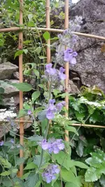 Blaue Lieblinge am Hang.webp