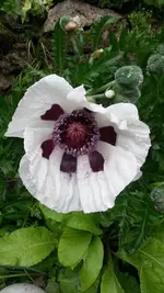 Erste Mohnblüte.webp