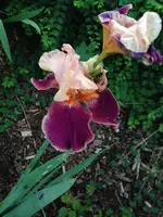 079.webp